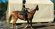 Tia Lynn is registered to the contest to win money with this photo: animal_sports, bridle, endurance_riding, english_riding, equestrian_sport, equestrianism, halter, horse, horse_supplies, horse_tack, hunt_seat, mammal, mane, mare, pack_animal, recreation, rein, saddle, stallion, western_riding