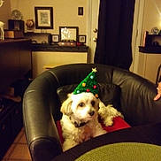 Molly is registered to the contest to win money with this photo: bichon, canidae, carnivore, cavachon, christmas, cockapoo, companion_dog, couch, dog, dog_breed, furniture, home, house, maltese, morkie, puppy, room, schnoodle, shih_tzu, sporting_group