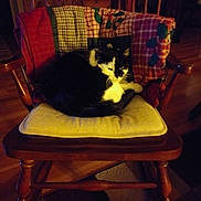 Mimi joined the competition — help win amazing prizes! black_cat, carnivore, cat, chair, comfort, couch, felidae, furniture, house, interior_design, kitten, lap, room, sitting, small_to_medium_sized_cats, table