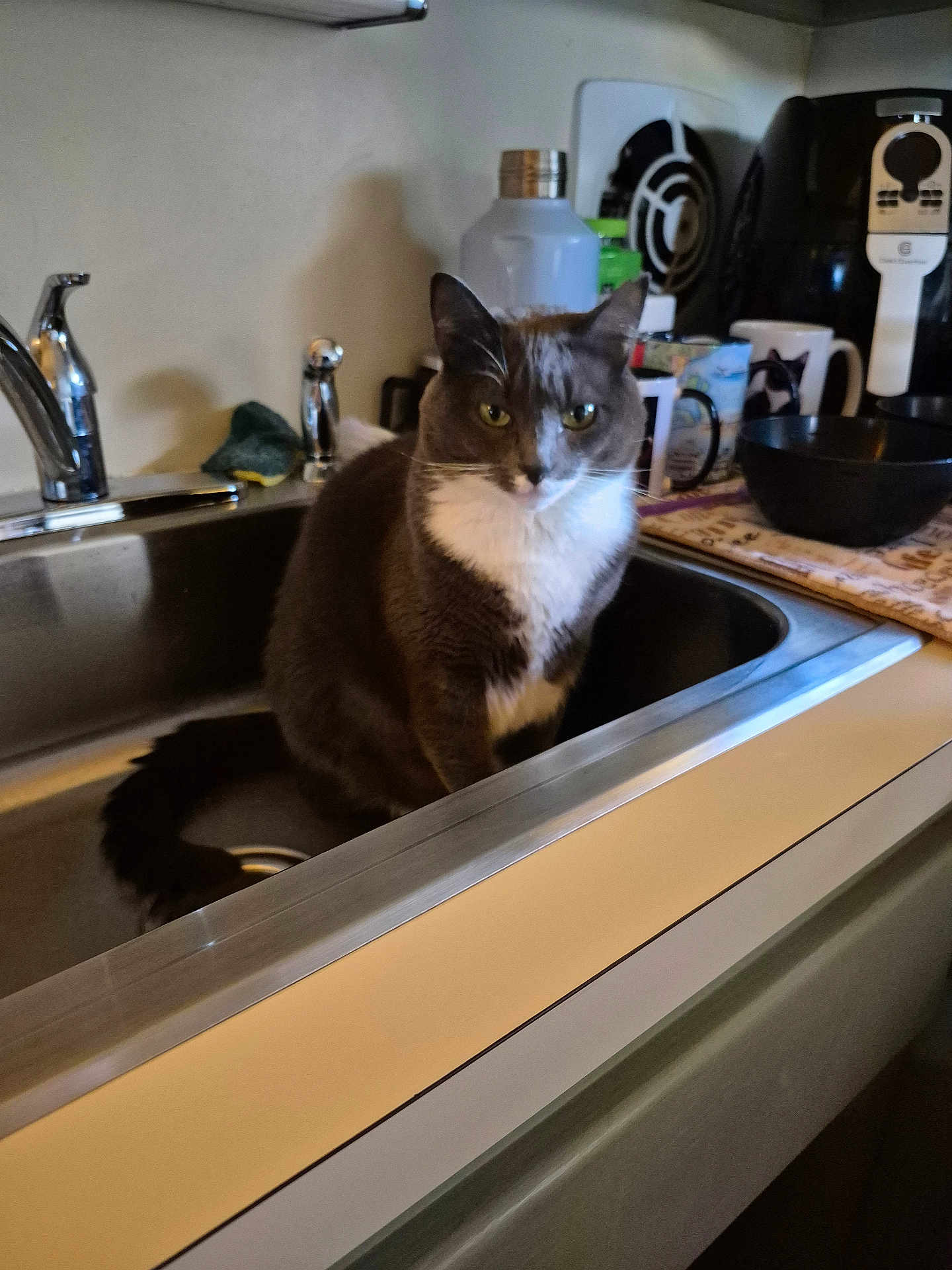 Hope is registered to the contest to win money with this photo: cat, sink, kitchen, gray_cat, white_fur, mug, countertop, dish_towel, coffee_maker, faucet, household, pet, domestic, curious, indoor, appliance, tableware, relaxed, animal, feline