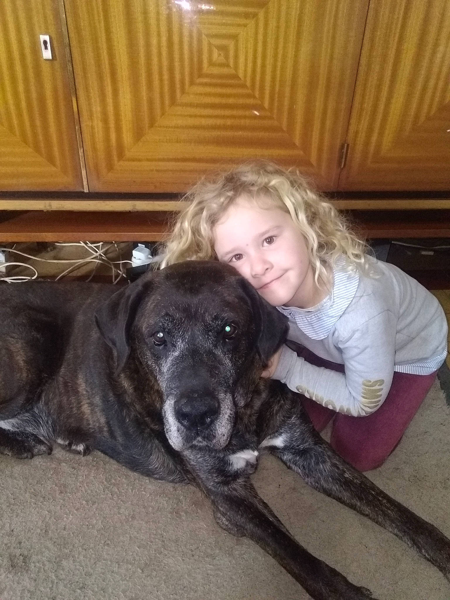 Maëline participe au concours pour gagner de l'argent avec cette photo : bandog, canidae, carnivore, dog, dog_breed, fawn, fila_brasileiro, guard_dog, mammal, person, sporting_group