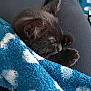 kitten, black_cat, sleeping, blanket, blue, white_spots, cozy, lap, fur, pet, animal, cute, resting, indoor, soft, small, paw, whiskers, relaxation, comfort