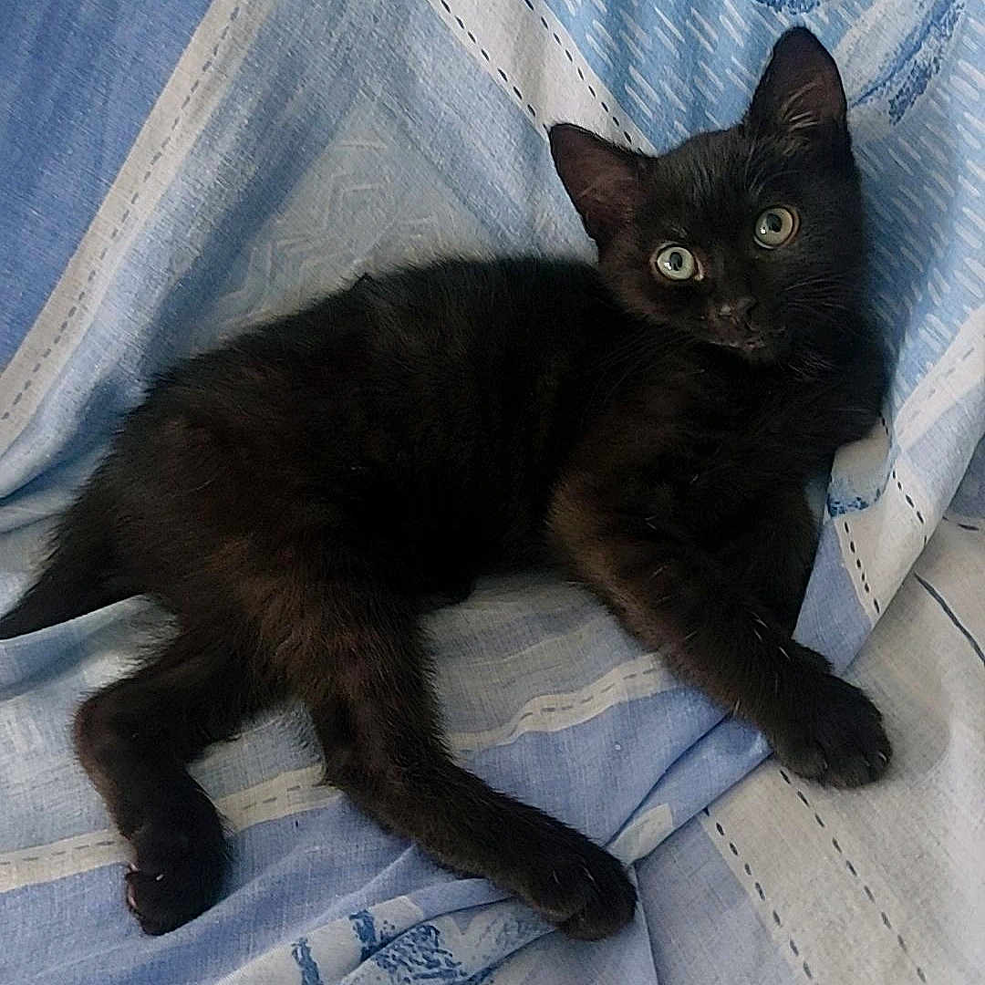Luna is registered to the contest to win money with this photo: animal, black_cat, blue_fabric, cozy, curious, cute, domestic_cat, ears, eyes, feline, fur, indoor, kitten, lying_down, patterned_cloth, paw, pet, resting, whiskers, young_cat