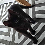 Luna joined the competition — help win amazing prizes! black_cat, kitten, pet, animal, indoor, carpet, pattern, geometric, curious, paws, feline, cute, young, fur, whiskers, tail, chair_leg, shadow, looking_up, domestic_animal