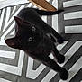 black_cat, kitten, pet, animal, indoor, carpet, pattern, geometric, curious, paws, feline, cute, young, fur, whiskers, tail, chair_leg, shadow, looking_up, domestic_animal