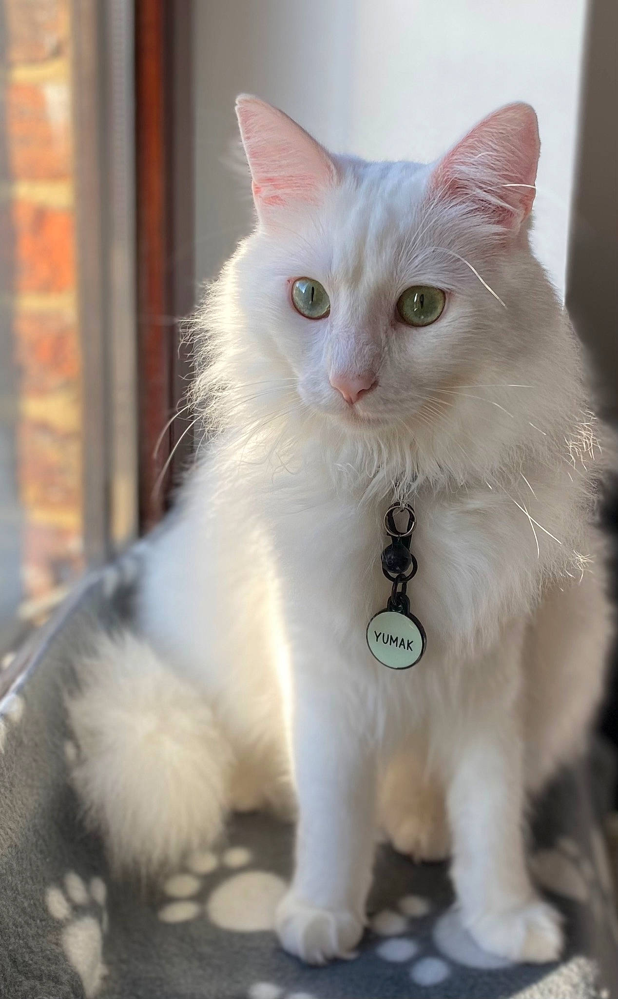 Yumak participe au concours pour gagner de l'argent avec cette photo : carnivore, cat, claw, domestic_short_haired_cat, felidae, fur, paw, sitting, small_to_medium_sized_cats, snout, tail, terrestrial_animal, whiskers, window