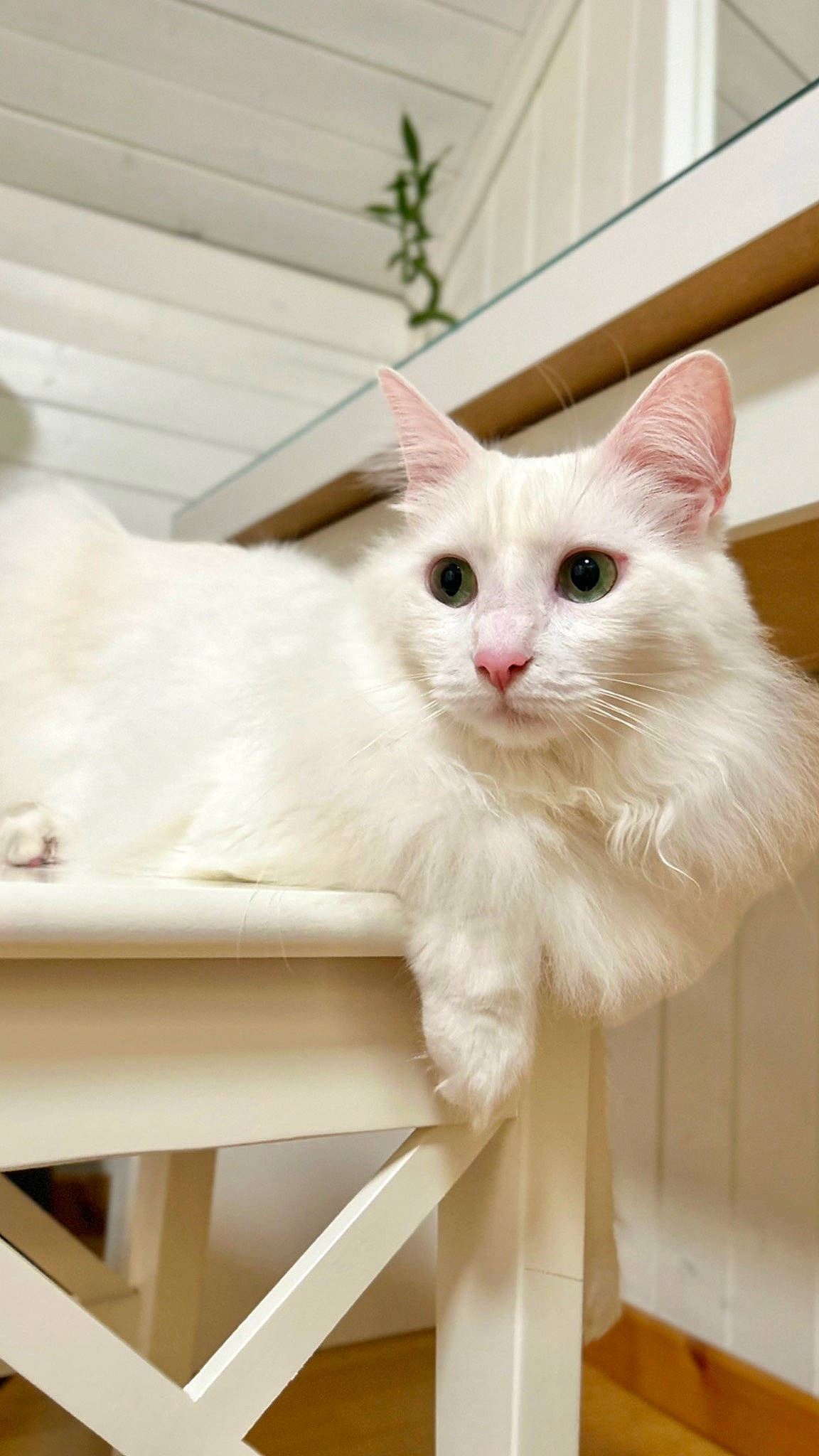 Yumak participe au concours pour gagner de l'argent avec cette photo : carnivore, cat, comfort, domestic_short_haired_cat, felidae, fur, mammal, pet_supply, small_to_medium_sized_cats, vertebrate, whiskers, window