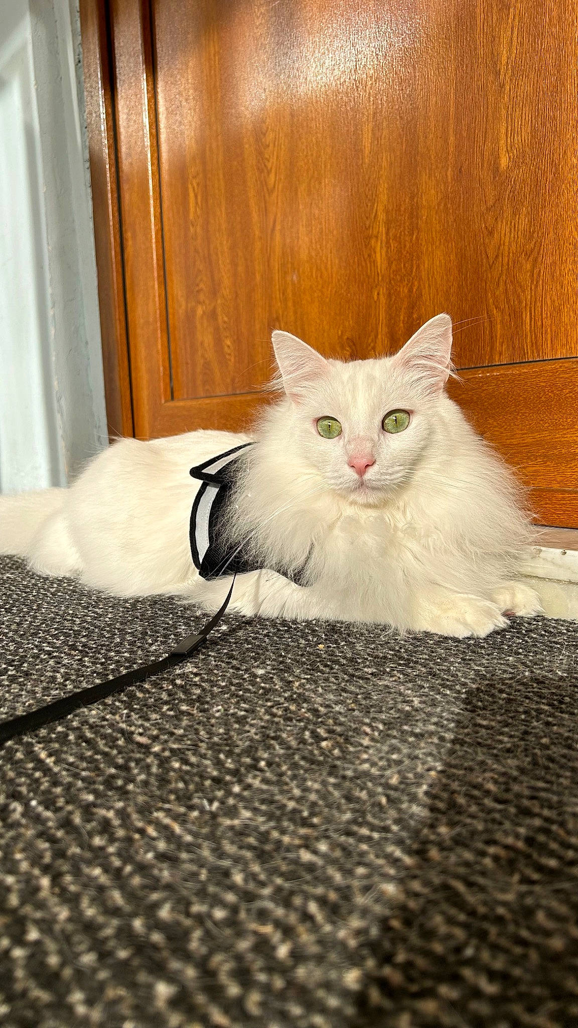 Yumak a rejoint le concours — aidez-le/la à gagner de superbes lots ! bedding, carnivore, cat, comfort, curtain, domestic_short_haired_cat, felidae, flooring, fur, grey, hardwood, linens, paw, persian, sitting, small_to_medium_sized_cats, tail, terrestrial_animal, whiskers, wood