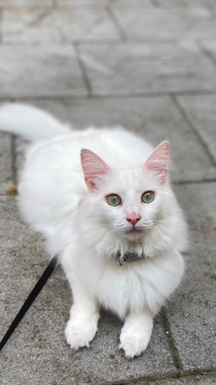 Yumak a rejoint le concours — aidez-le/la à gagner de superbes lots ! carnivore, cat, claw, domestic_short_haired_cat, eye, fawn, felidae, foot, fur, paw, sitting, small_to_medium_sized_cats, snout, surprised, tail, terrestrial_animal, vehicle_registration_plate, whiskers, window