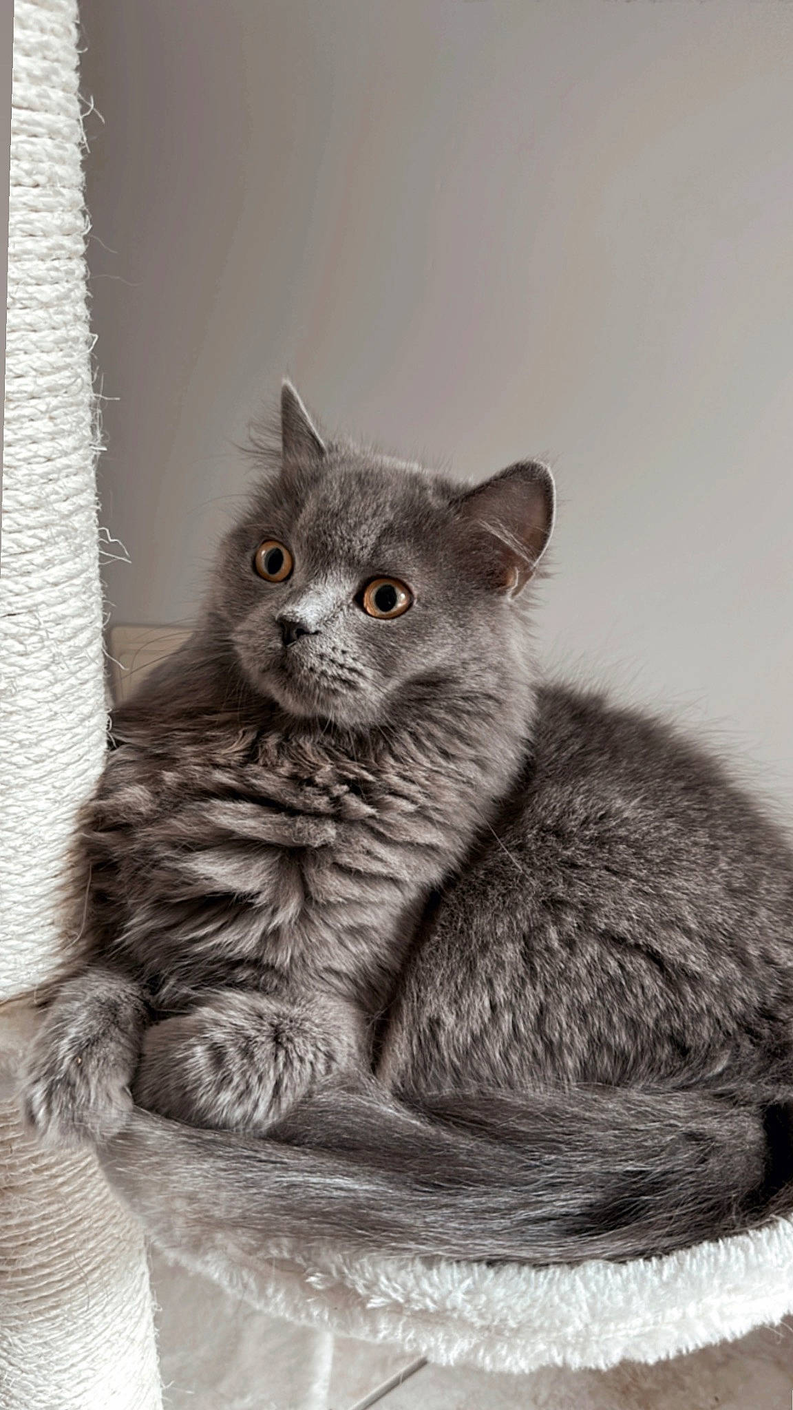 Luna participe au concours pour gagner de l'argent avec cette photo : carnivore, cat, domestic_short_haired_cat, felidae, fur, grey, monochrome, monochrome_photography, russian_blue, small_to_medium_sized_cats, snout, tail, terrestrial_animal, whiskers