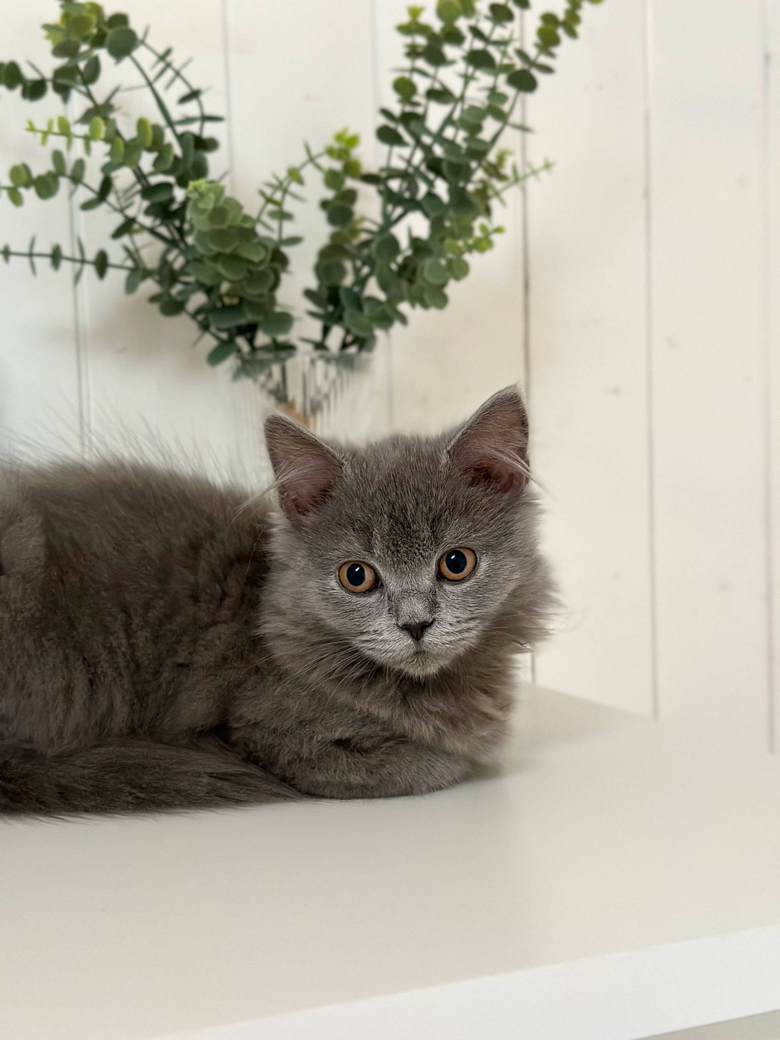 Luna participe au concours pour gagner de l'argent avec cette photo : carnivore, cat, cat_supply, domestic_short_haired_cat, fawn, felidae, fur, grey, paw, plant, small_to_medium_sized_cats, snout, tail, tree, whiskers, window