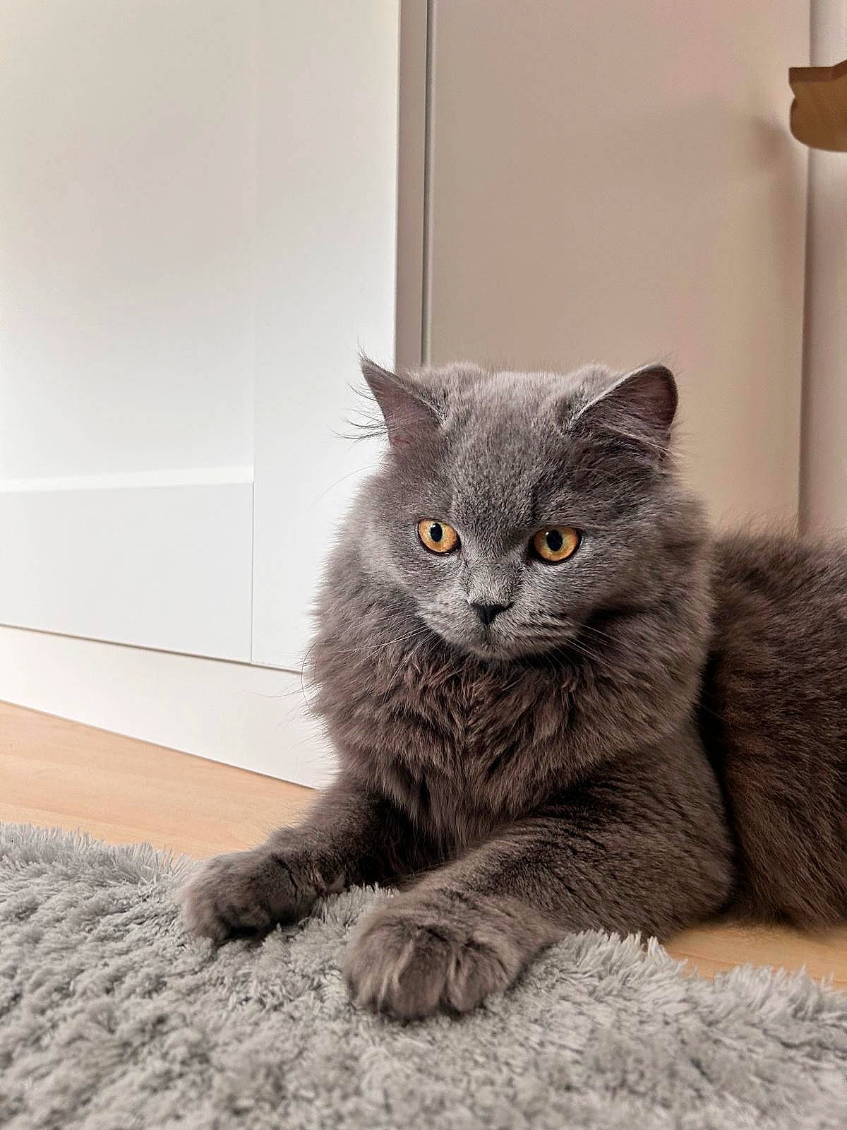 Luna a rejoint le concours — aidez-le/la à gagner de superbes lots ! black_cat, british_longhair, carnivore, cat, cat_supply, claw, comfort, domestic_short_haired_cat, felidae, fur, grey, paw, russian_blue, sitting, small_to_medium_sized_cats, snout, tail, terrestrial_animal, whiskers, window