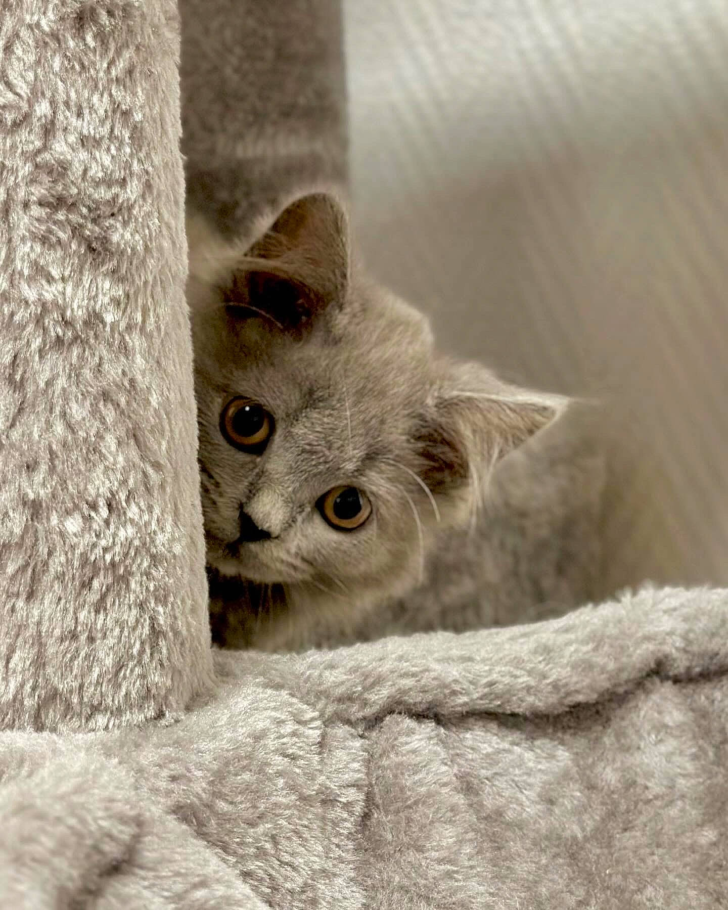 Luna participe au concours pour gagner de l'argent avec cette photo : carnivore, cat, domestic_short_haired_cat, fawn, felidae, fur, grey, paw, small_to_medium_sized_cats, snout, whiskers, wood