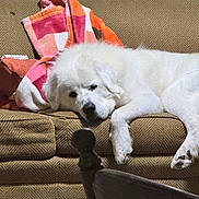 Shiloh joined the competition — help win amazing prizes! dog, white_dog, couch, blanket, indoor, furniture, resting, pet, cozy, sleepy, living_room, wooden_chair, home, relaxing, fluffy, canine, domestic_animal, comfort, laying_down, animal