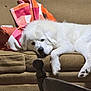 dog, white_dog, couch, blanket, indoor, furniture, resting, pet, cozy, sleepy, living_room, wooden_chair, home, relaxing, fluffy, canine, domestic_animal, comfort, laying_down, animal
