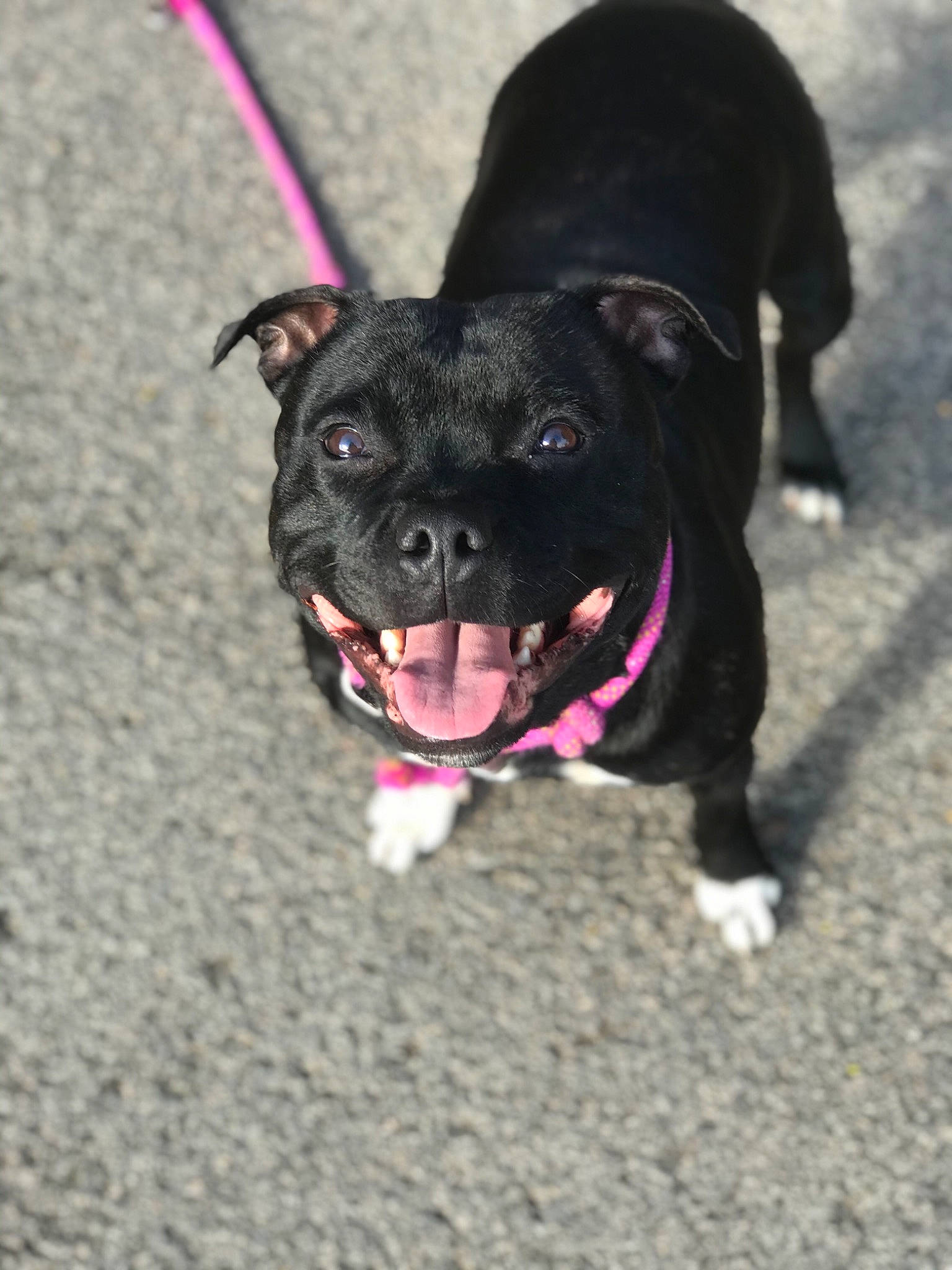 Olza a rejoint le concours — aidez-le/la à gagner de superbes lots ! carnivore, collar, companion_dog, dog, dog_breed, dog_collar, dog_supply, eye, fashion_accessory, fawn, fur, leash, magenta, paw, snout, sporting_group, tail, toy_dog, whiskers, working_animal