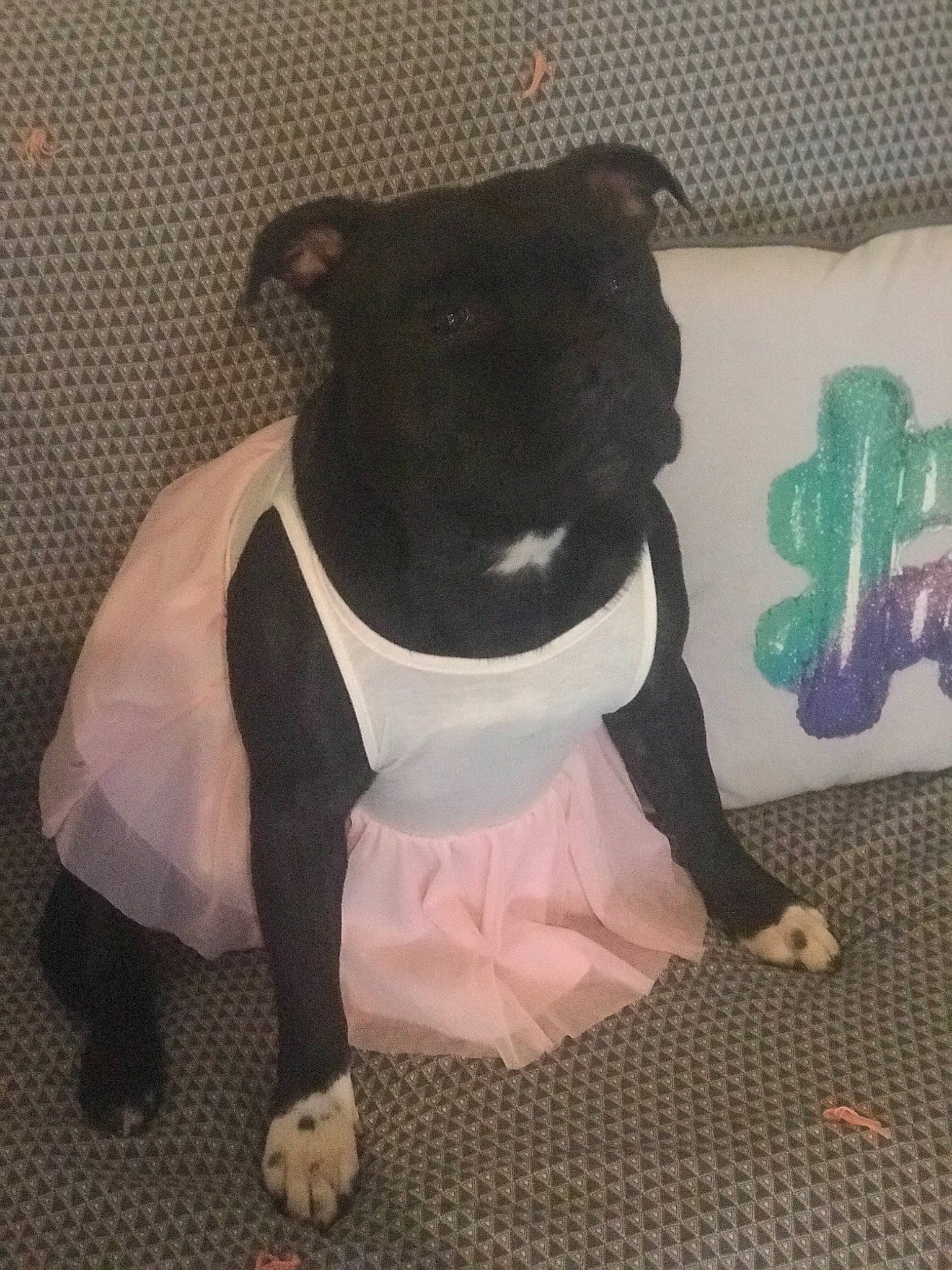 Olza participe au concours pour gagner de l'argent avec cette photo : bow_tie, carnivore, collar, companion_dog, dog, dog_breed, dog_clothes, dog_collar, dog_supply, fawn, flooring, fur, personal_protective_equipment, pet_supply, snout, sporting_group, tail, toy_dog, whiskers, working_animal