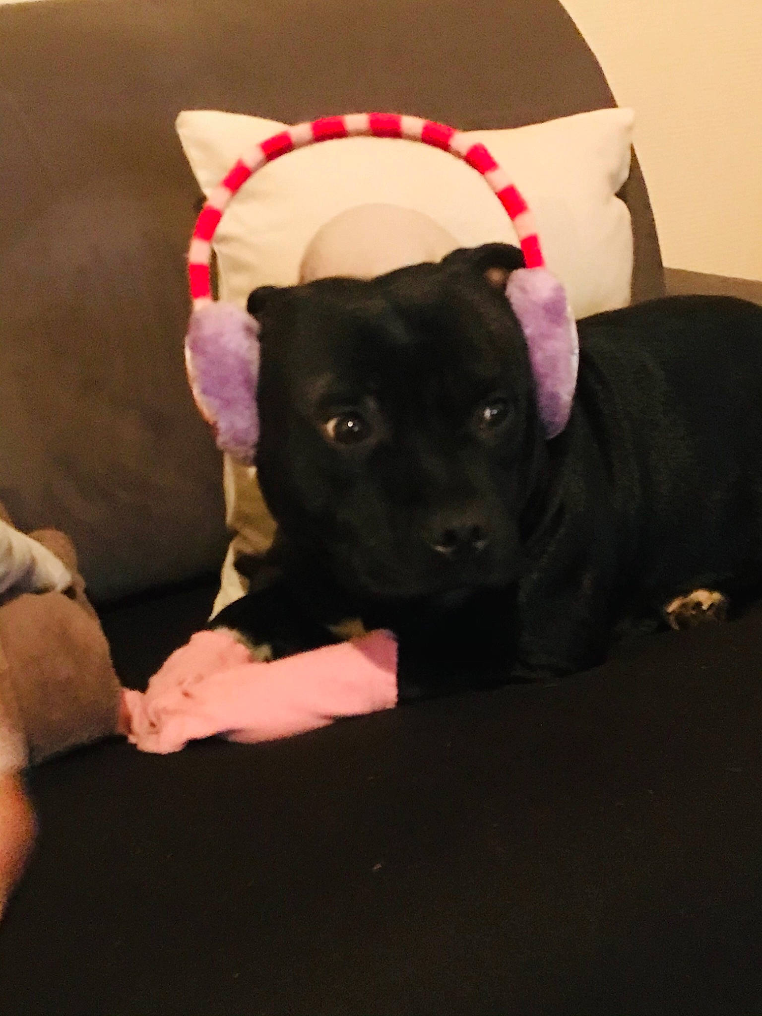 Olza a rejoint le concours — aidez-le/la à gagner de superbes lots ! borador, canidae, carmine, carnivore, comfort, companion_dog, couch, dog, dog_breed, event, fawn, fur, human_leg, magenta, non_sporting_group, snout, sporting_group, toy_dog, working_animal