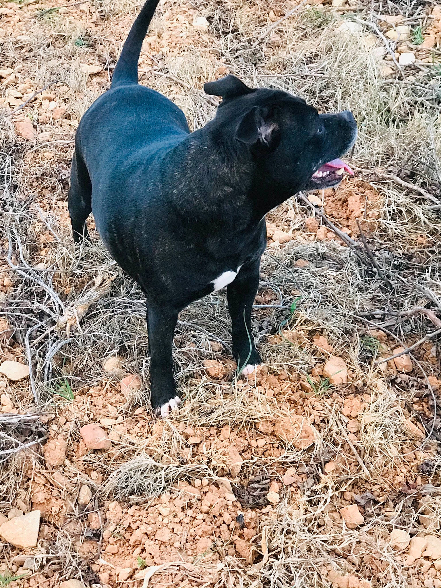 Blackpearl participe au concours pour gagner de l'argent avec cette photo : borador, canidae, carnivore, companion_dog, dog, dog_breed, electric_blue, fawn, grass, guard_dog, hunting_dog, mammal, non_sporting_group, soil, sporting_group, tail, terrestrial_animal, vertebrate, working_animal, working_dog