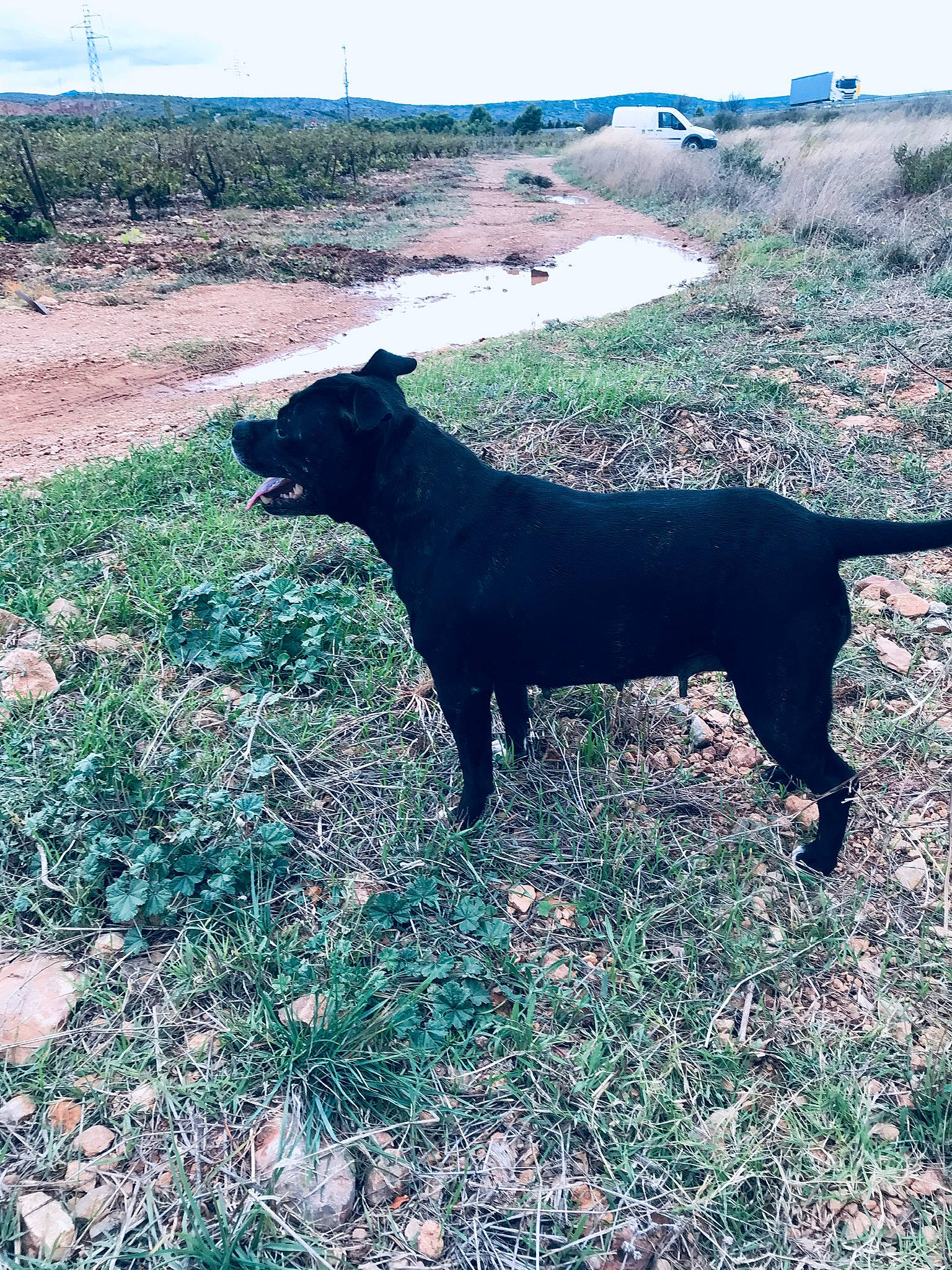 Blackpearl participe au concours pour gagner de l'argent avec cette photo : bovine, canidae, carnivore, dog, dog_breed, grass, grassland, groundcover, landscape, natural_landscape, pasture, plant, shadow, sky, soil, sporting_group, tail, terrestrial_animal, tints_and_shades, working_animal