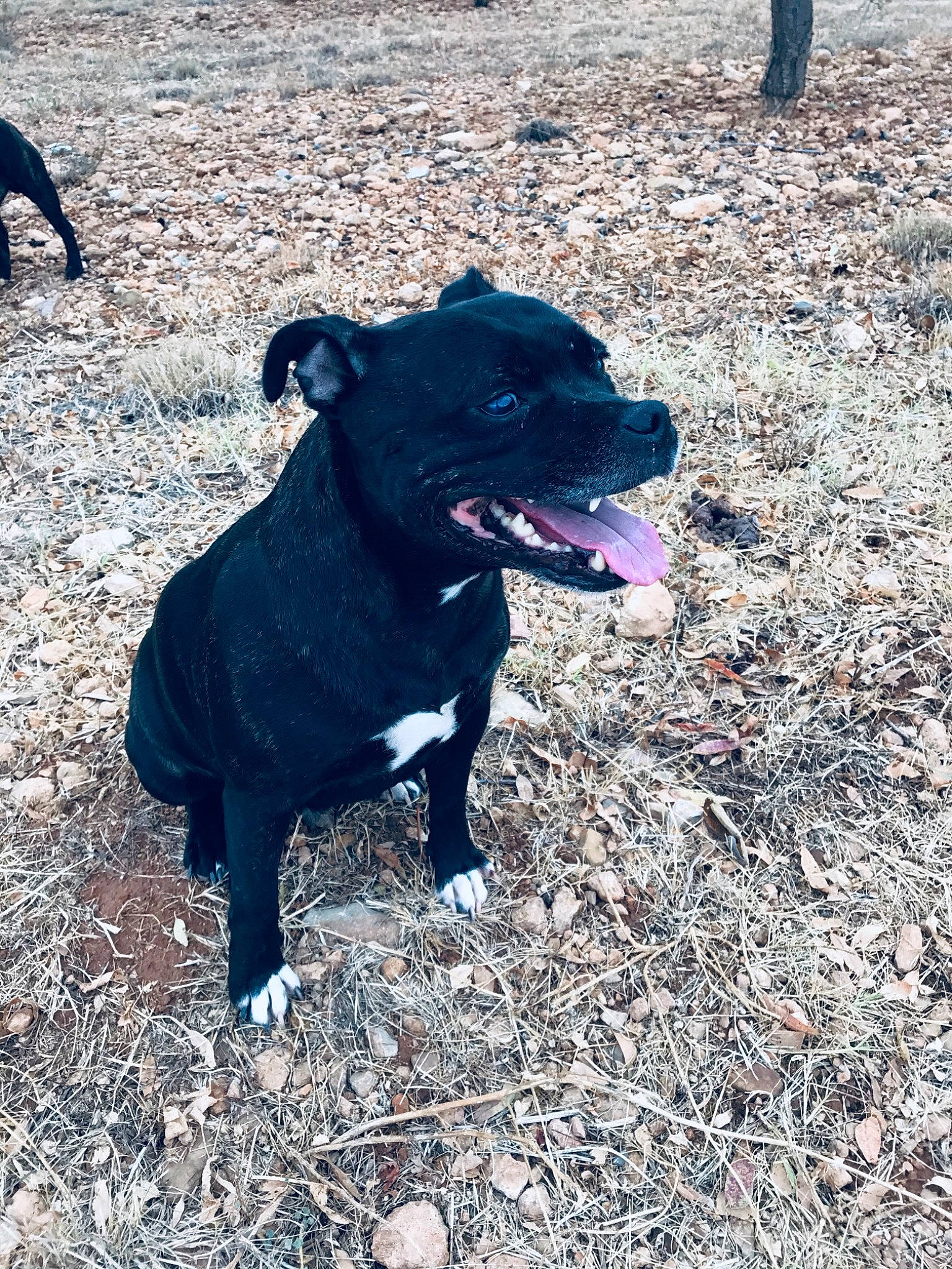 Blackpearl participe au concours pour gagner de l'argent avec cette photo : borador, canidae, carnivore, collar, companion_dog, dog, dog_breed, dog_collar, electric_blue, fawn, guard_dog, gun_dog, shadow, snout, soil, sporting_group, tail, terrestrial_animal, working_animal, working_dog
