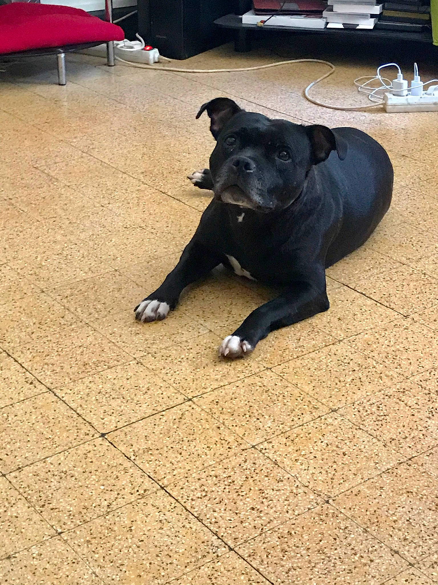 Blackpearl participe au concours pour gagner de l'argent avec cette photo : borador, canidae, carnivore, companion_dog, dog, dog_breed, fawn, floor, flooring, fur, guard_dog, road_surface, shade, shadow, snout, tail, tent, terrestrial_animal, tints_and_shades, working_animal