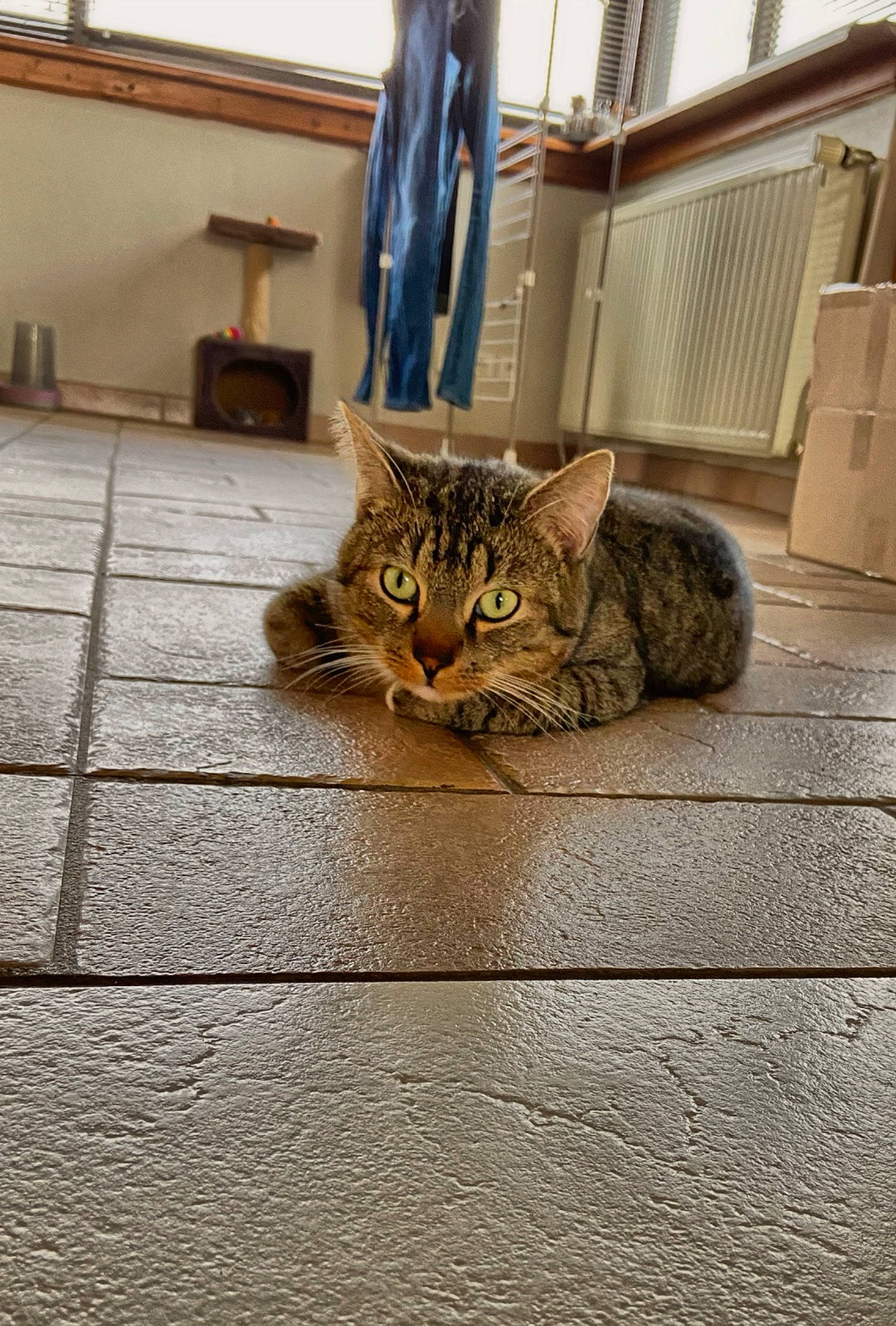 Oreo a rejoint le concours — aidez-le/la à gagner de superbes lots ! aegean_cat, asian, bengal, carnivore, cat, domestic_short_haired_cat, dragon_li, european_shorthair, felidae, floor, flooring, fur, kitten, ocicat, polydactyl_cat, small_to_medium_sized_cats, snout, tabby_cat, whiskers, wood