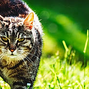 Tigrou participe au concours pour gagner de l'argent avec cette photo : cat, tabby_cat, outdoor, greenery, grass, whiskers, animal, feline, nature, sunlight, eyes, fur, closeup, prowling, mammal, pet, alert, yellow_eyes, daytime, background_blur