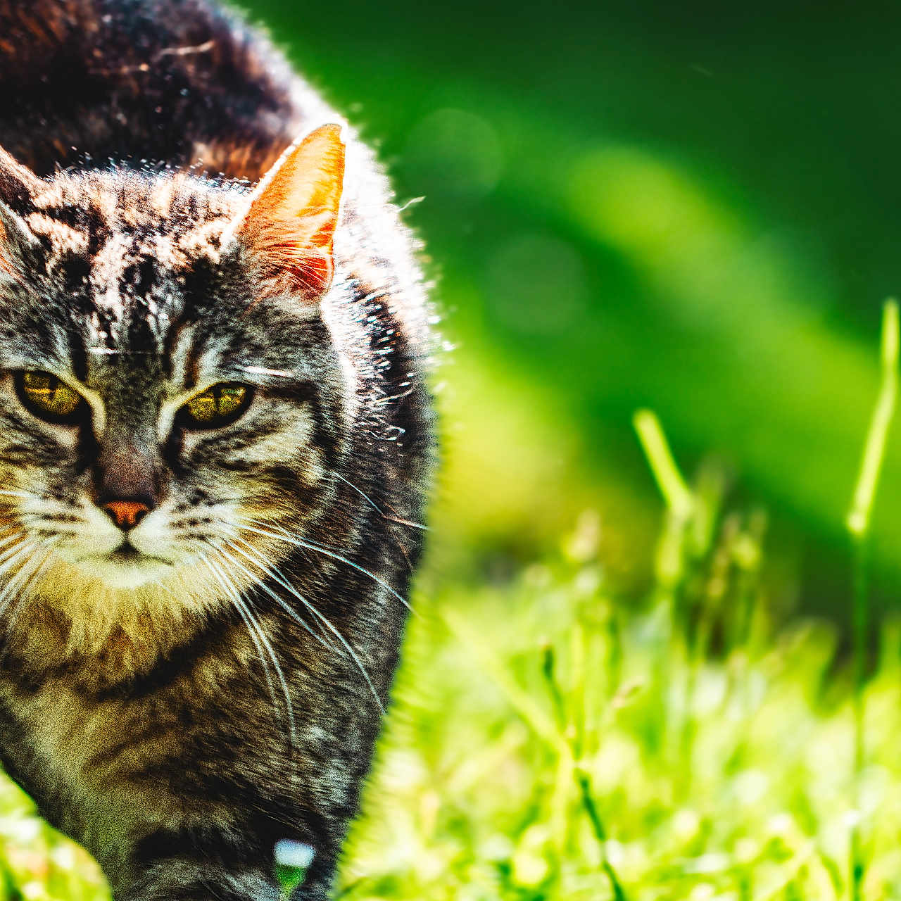 Tigrou participe au concours pour gagner de l'argent avec cette photo : alert, animal, background_blur, cat, closeup, daytime, eyes, feline, fur, grass, greenery, mammal, nature, outdoor, pet, prowling, sunlight, tabby_cat, whiskers, yellow_eyes