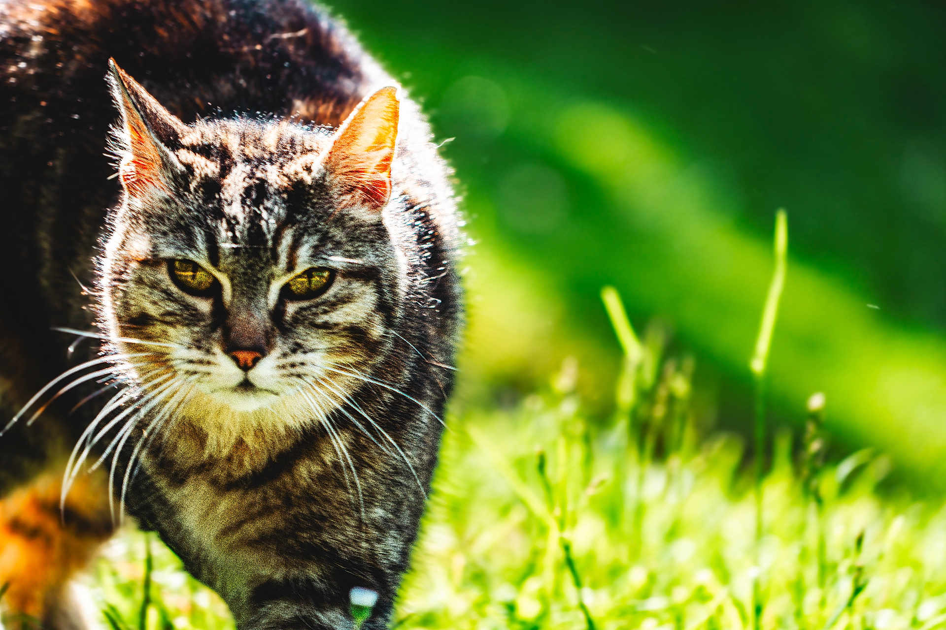 Tigrou participe au concours pour gagner de l'argent avec cette photo : cat, tabby_cat, outdoor, greenery, grass, whiskers, animal, feline, nature, sunlight, eyes, fur, closeup, prowling, mammal, pet, alert, yellow_eyes, daytime, background_blur