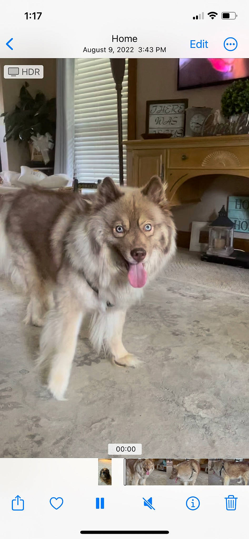 Chief is registered to the contest to win money with this photo: canidae, carnivore, companion_dog, dog, dog_breed, door, fawn, flowerpot, fur, hardwood, home_appliance, houseplant, kitchen_appliance, picture_frame, plant, snout, sporting_group, terrestrial_animal, working_animal, working_dog