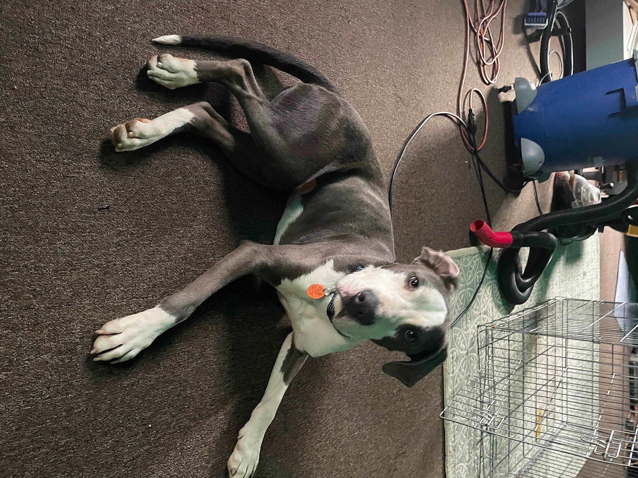 Kaiju is registered to the contest to win money with this photo: art, canidae, carnivore, collar, companion_dog, dog, dog_breed, fawn, fictional_character, fur, leash, machine, non_sporting_group, snout, sporting_group, tail, visual_arts, wire, working_animal