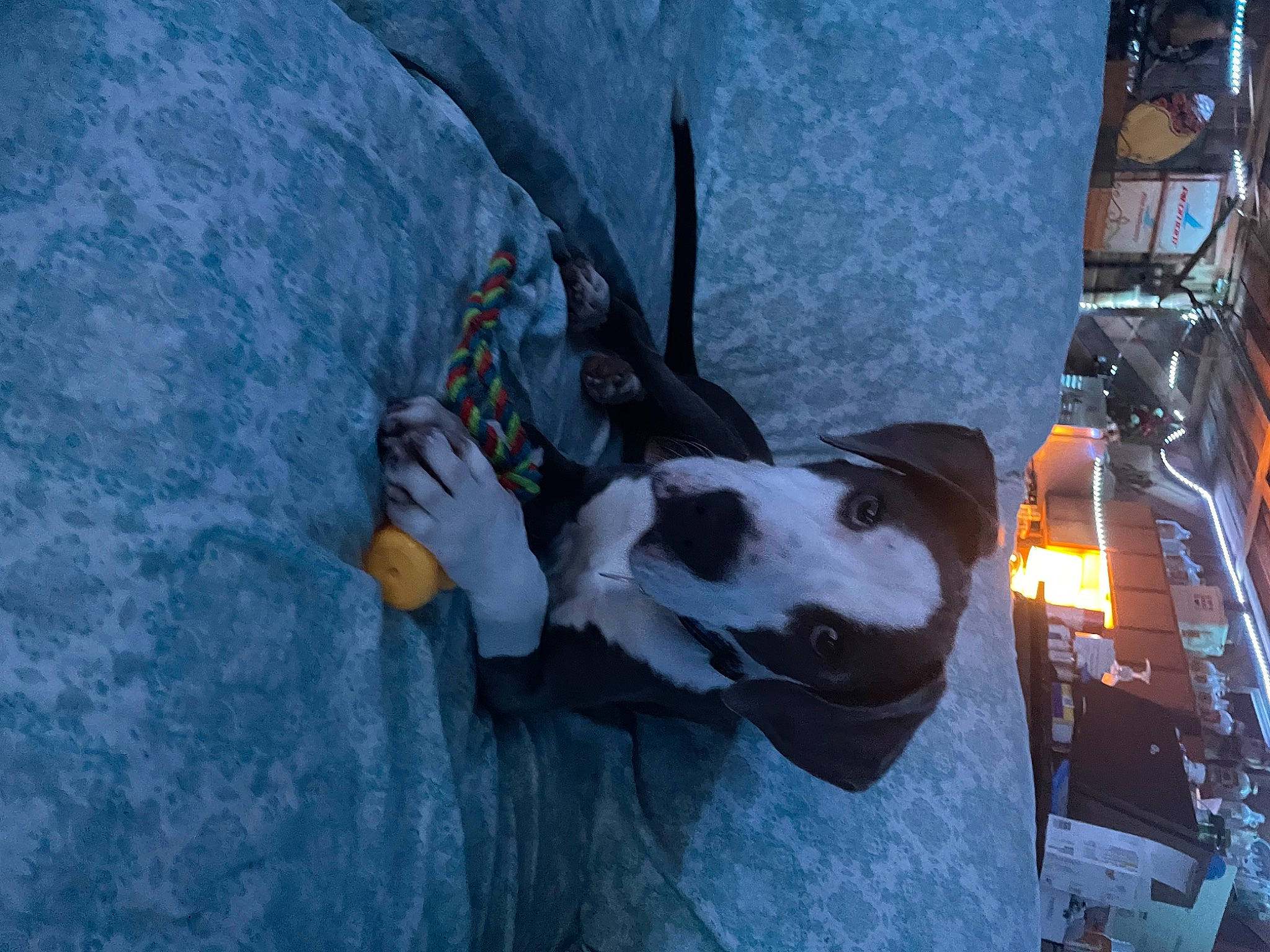 Kaiju joined the competition — help win amazing prizes! art, automotive_lighting, carmine, cg_artwork, deer, dog, dog_breed, fawn, fictional_character, freezing, fun, illustration, machine, painting, pc_game, recreation, tree, visual_arts, winter, working_animal