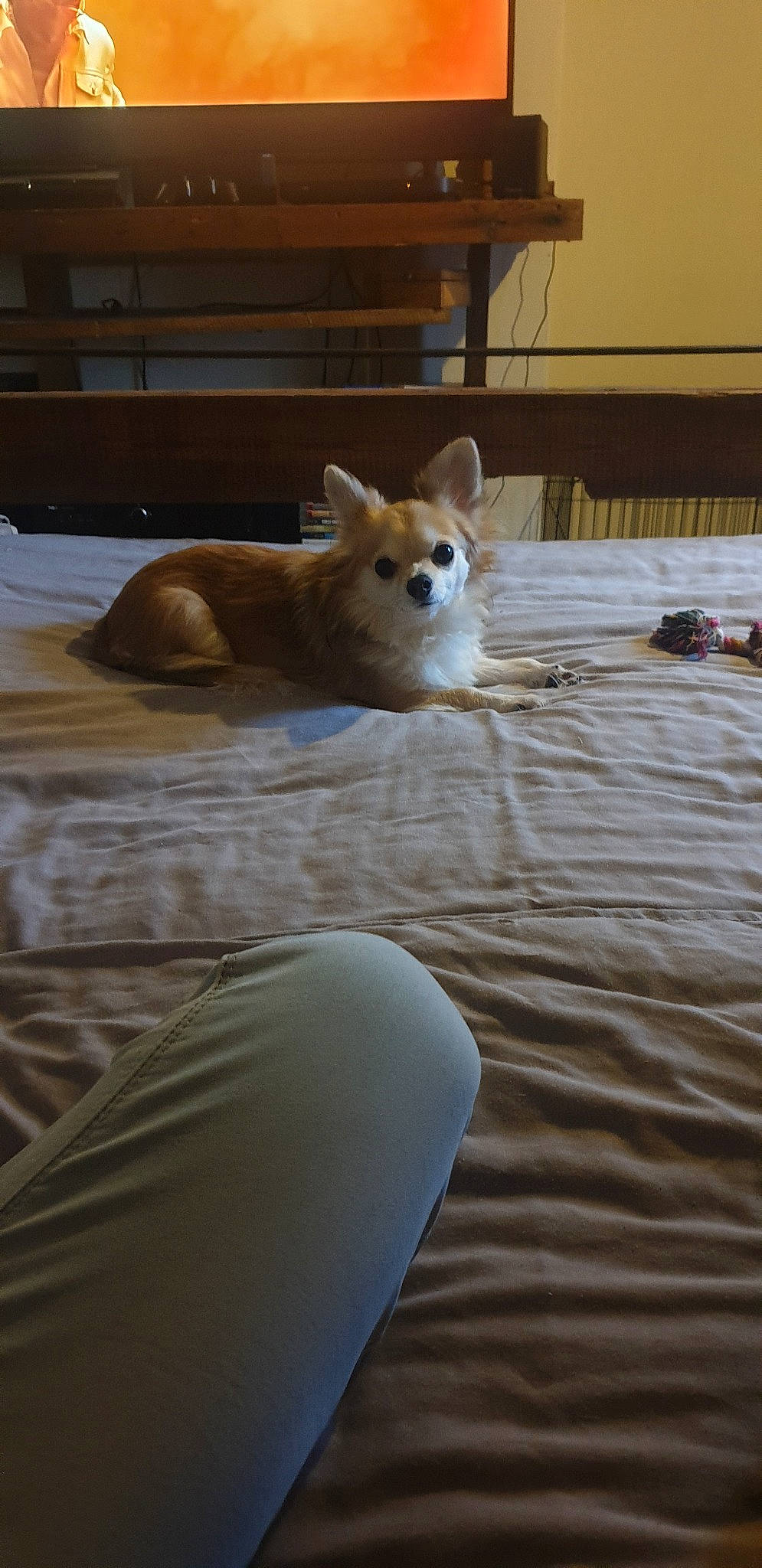 Teddy is registered to the contest to win money with this photo: bed, canidae, canis, cardigan_welsh_corgi, carnivore, dog, dog_breed, fawn, herding_dog, mammal, pembroke_welsh_corgi, welsh_corgi, wood