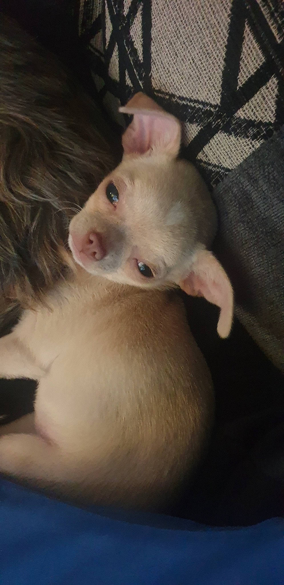 Winter joined the competition — help win amazing prizes! canidae, carnivore, dog_breed, fawn, nose, puppy, puppy_love, skin, snout, whiskers