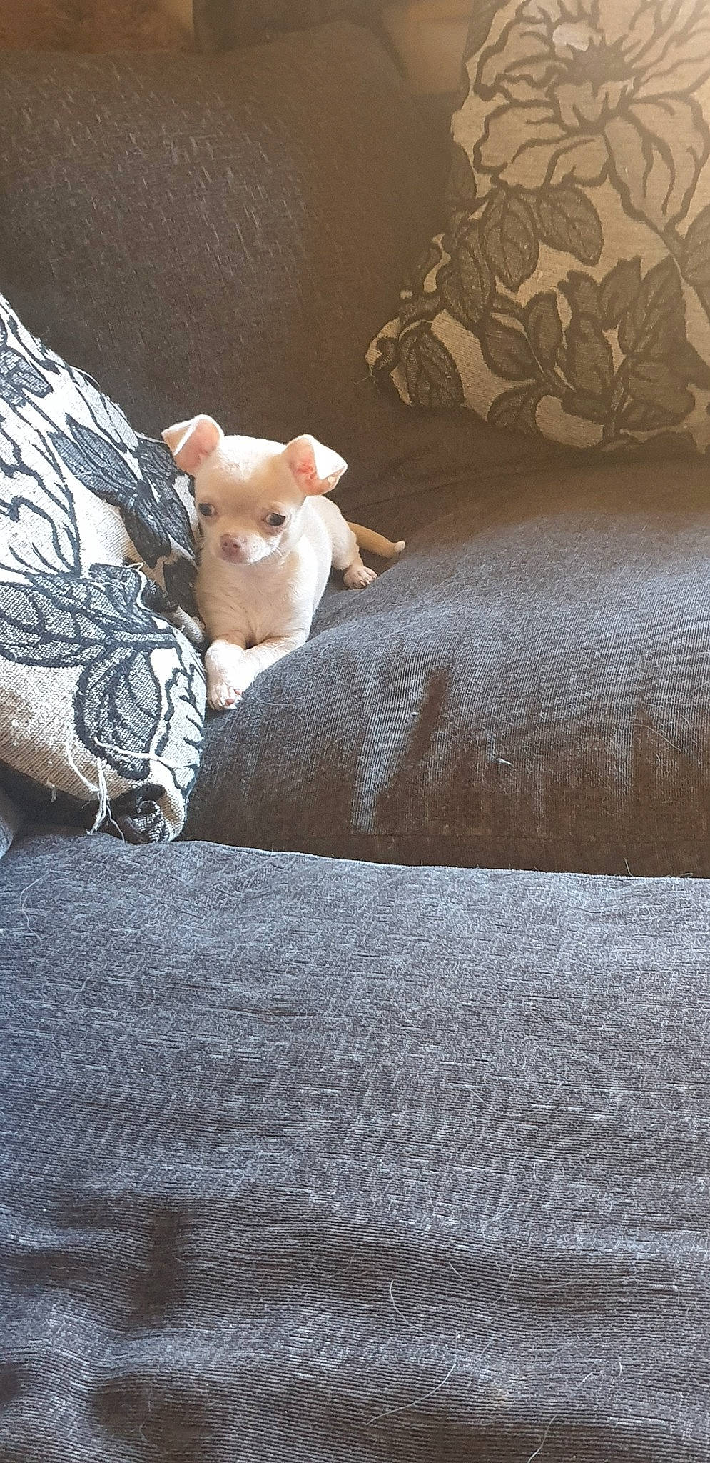 Winter is registered to the contest to win money with this photo: bed, bed_sheet, bedding, canidae, carnivore, dog_breed, fawn, furniture, linens, non_sporting_group, room