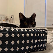 Jeffery joined the competition — help win amazing prizes! black_cat, cat, pet_bed, patterned_bed, indoor, bedroom, window_blinds, curious, alert, ears, eyes, cozy, furniture, soft_lighting, animal, domestic_animal, resting, looking, quiet, home