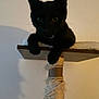 Jeffery is registered to the contest to win money with this photo: cat, black_cat, scratching_post, pet, animal, indoor, feline, fur, whiskers, ears, paws, resting, shadow, home, cute, cute_pet, domestic_animal, looking, perched, soft