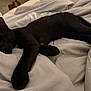 Jeffery joined the competition — help win amazing prizes! cat, black_cat, sleeping, bed, blanket, cozy, indoor, pet, fur, resting, animal, comfort, relaxation, soft, home, nap, feline, cute, domestic_animal, quiet
