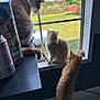 Archie is registered to the contest to win money with this photo: animal, backyard, can, cat, curious, daylight, domestic, feline, greenery, home, indoor, leisure, looking_out, orange_cat, pets, resting, table, three_cats, white_cat, window