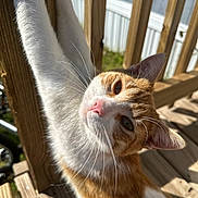 Archie is registered to the contest to win money with this photo: animal, backyard, cat, close_up, curious, daylight, ears, feline, nose, orange_cat, outdoor, paw, pet, playful, railing, stretching, sunlight, whiskers, white_cat, wooden_deck