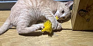 Archie joined the competition — help win amazing prizes! abyssinian, animal, cat, citrusfruit, flower, food, fruit, hardwood, indoors, interiordesign, kitten, manx, pet, plant, plywood, produce, stainedwood, sunflower, toy, wood