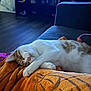 Archie is registered to the contest to win money with this photo: animal, cat, comfort, couch, cozy, cute, domestic_animal, feline, fur, home, indoor, nap, orange_blanket, pet, quiet, relaxation, resting, sleeping, soft_light, whiskers