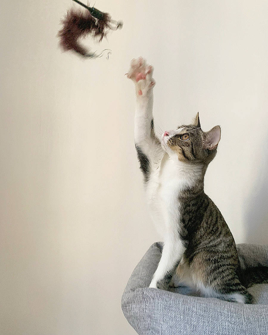 Sami participe au concours pour gagner de l'argent avec cette photo : art, carnivore, cat, claw, domestic_short_haired_cat, felidae, fur, gesture, grey, paw, plant, sitting, small_to_medium_sized_cats, snout, tail, whiskers, wildlife