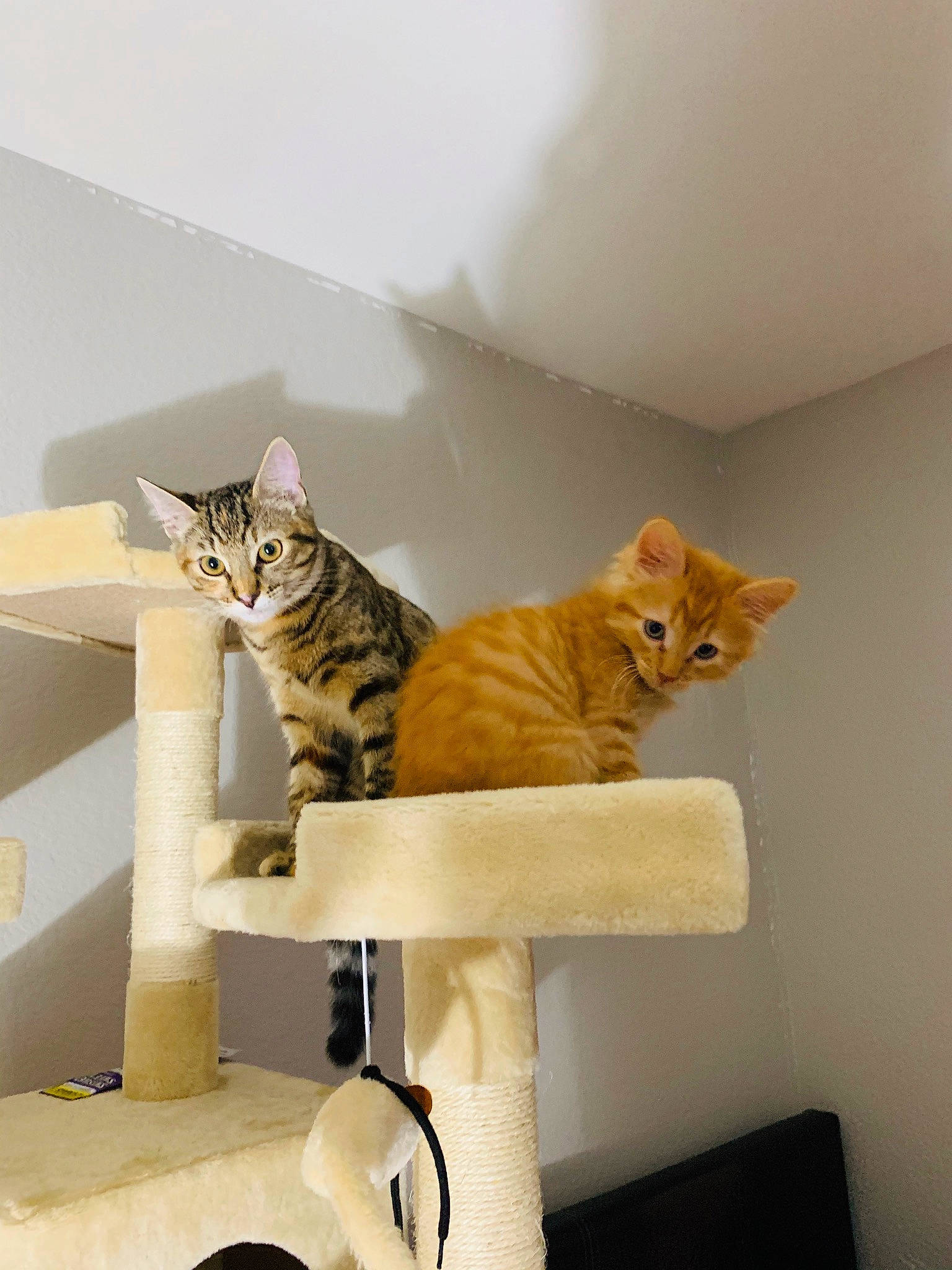 Loba joined the competition — help win amazing prizes! arabian_mau, asian, australian_mist, bengal, carnivore, cat, domestic_short_haired_cat, dragon_li, european_shorthair, fawn, felidae, kitten, mammal, ocicat, room, small_to_medium_sized_cats, tabby_cat, tail, whiskers