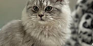 Jett joined the competition — help win amazing prizes! abyssinian, angora, animal, cat, kitten, manx, pet, siamese
