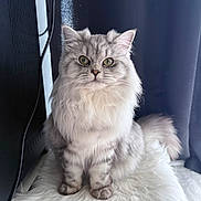 Jett joined the competition — help win amazing prizes! animal, cat, computer_tower, cozy, curtain, cute, domestic_cat, feline, fluffy, furry_surface, green_eyes, indoor, looking, pet, portrait, silver_tabby, sitting, soft_lighting, tail, whiskers