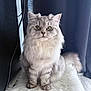 animal, cat, computer_tower, cozy, curtain, cute, domestic_cat, feline, fluffy, furry_surface, green_eyes, indoor, looking, pet, portrait, silver_tabby, sitting, soft_lighting, tail, whiskers