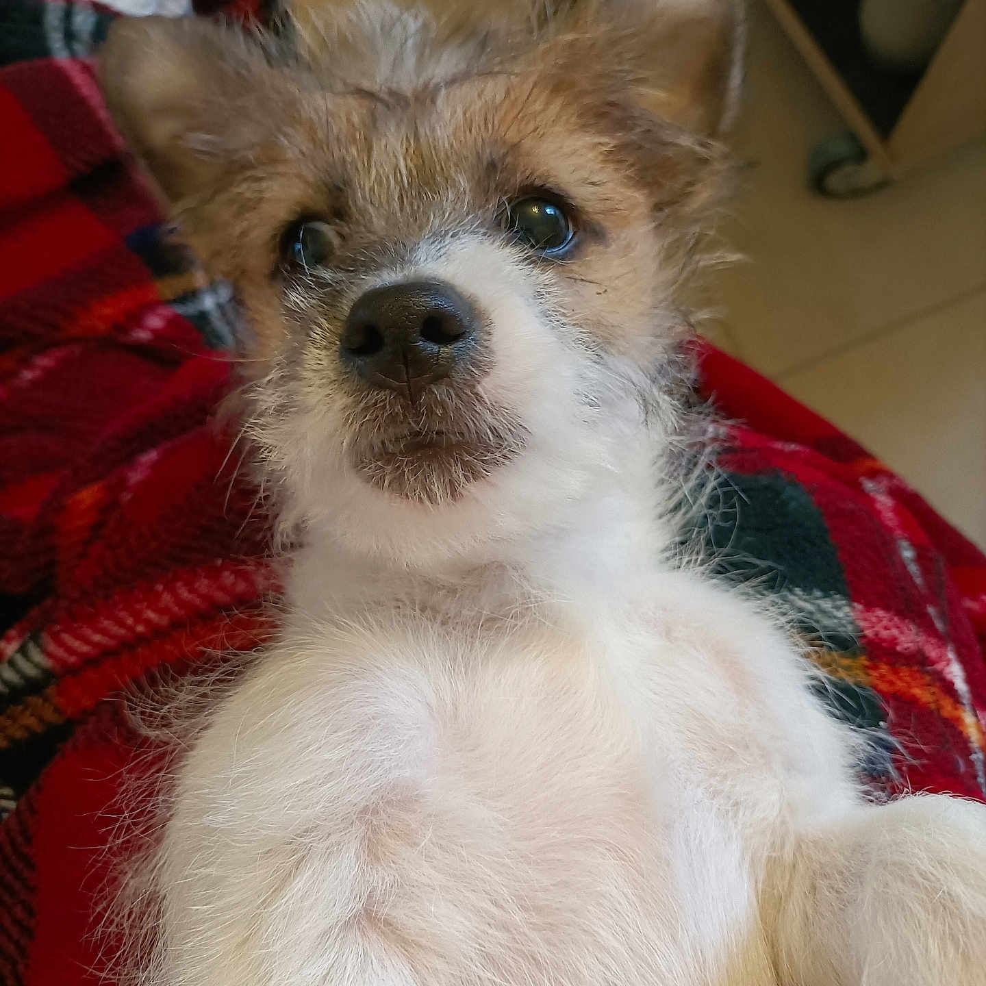 Alfy participe au concours pour gagner de l'argent avec cette photo : adorable, chest, close_up, cozy, dog, eyes, floor_tiles, fur, indoor, lying_on_back, paws, pet, plaid_blanket, portrait, puppy, red_blanket, scruffy, small_dog, wet_nose, whiskers