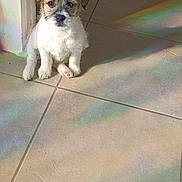 Alfy participe au concours pour gagner de l'argent avec cette photo : puppy, dog, terrier, small_dog, pet, indoor, tiled_floor, sunlight, rainbow_light, prism_reflection, shadow, doorway, sitting, cute, fluffy, paw, gaze, portrait, warm_light, floor_tile